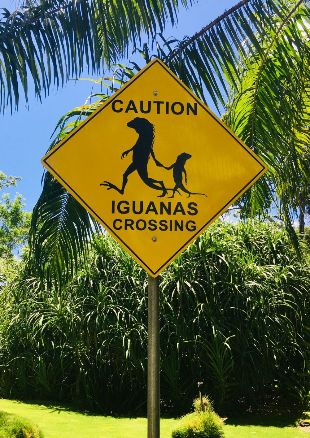 Panneau de signalisation « Caution – Iguanas crossing »
