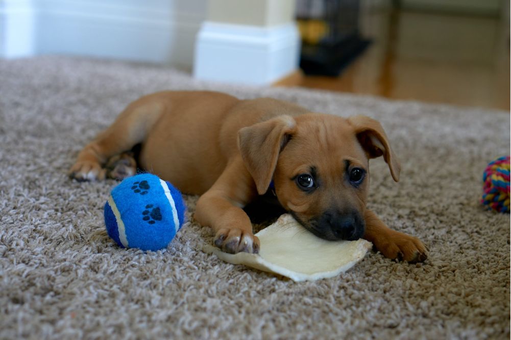 Jeune chien avec une balle de tennis bleue